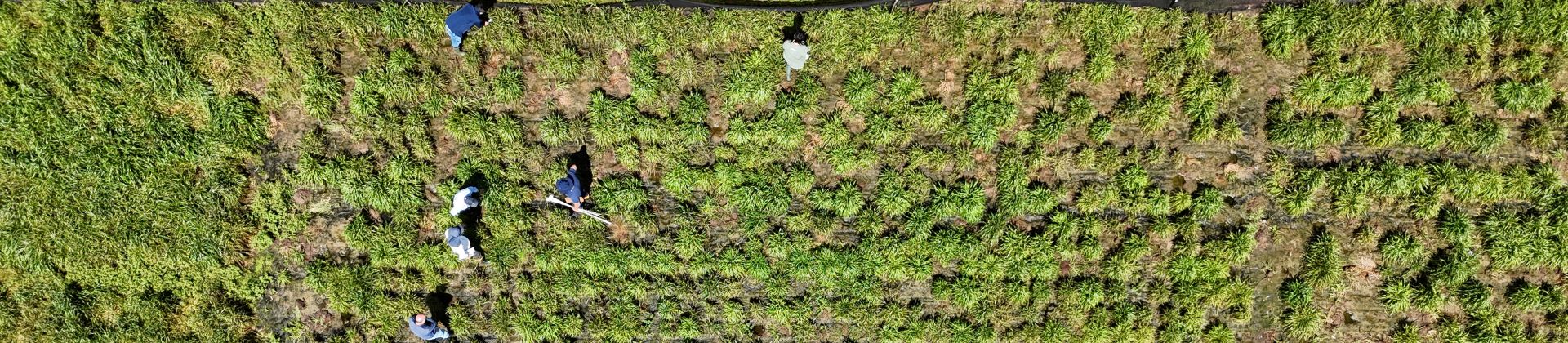 LANÇAMENTO DE SAFRA FORRAGEIRA 2026