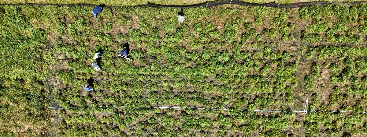 LANÇAMENTO DE SAFRA FORRAGEIRA 2026